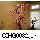CIMG0032.jpg[640�~480]