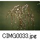 CIMG0033.jpg[640�~480]